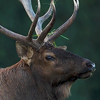 a photo of an elk. only the head and the base of the antlers and neck are visible